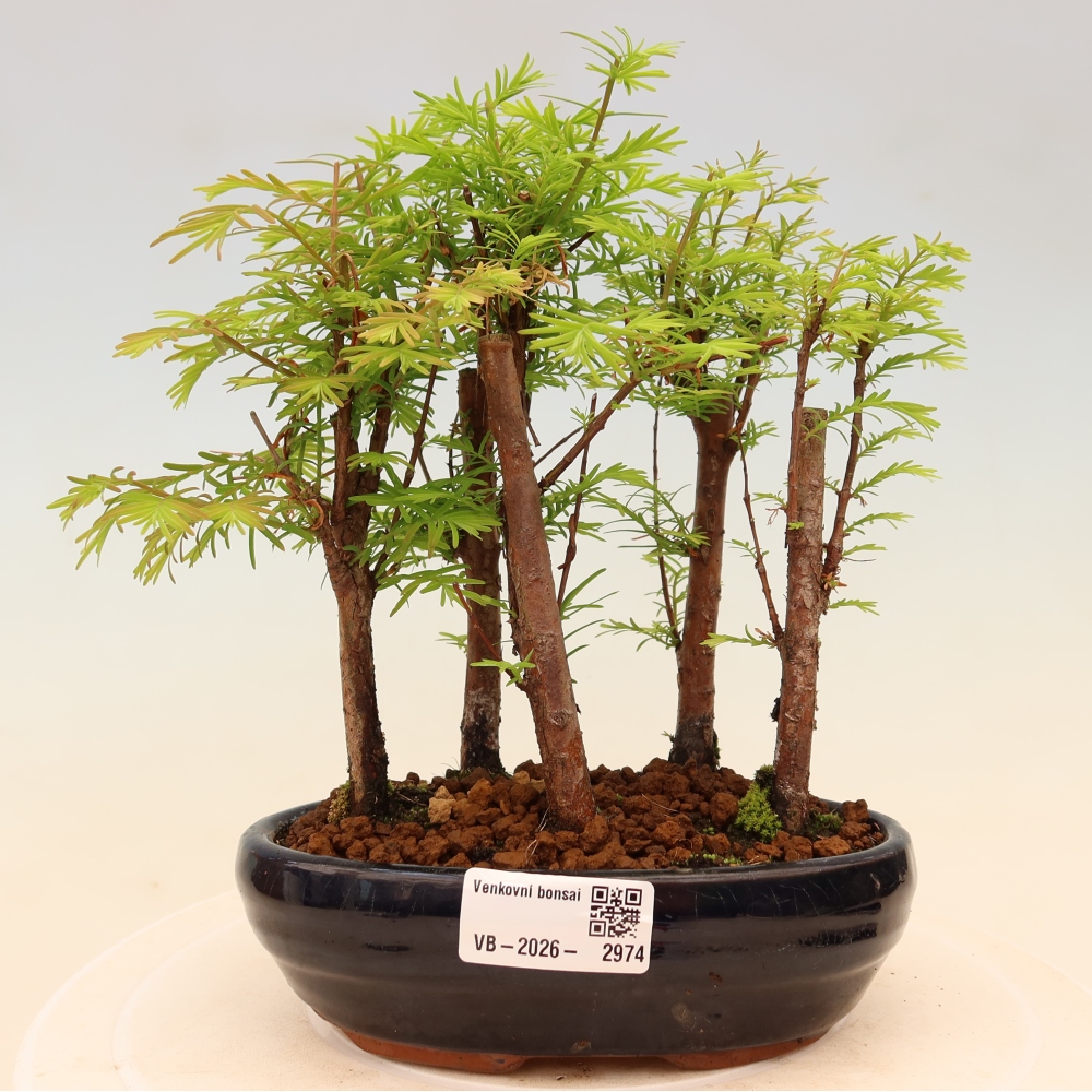 Venkovní bonsai - Metasequoia glyptostroboides - Metasekvoje čínská - lesík