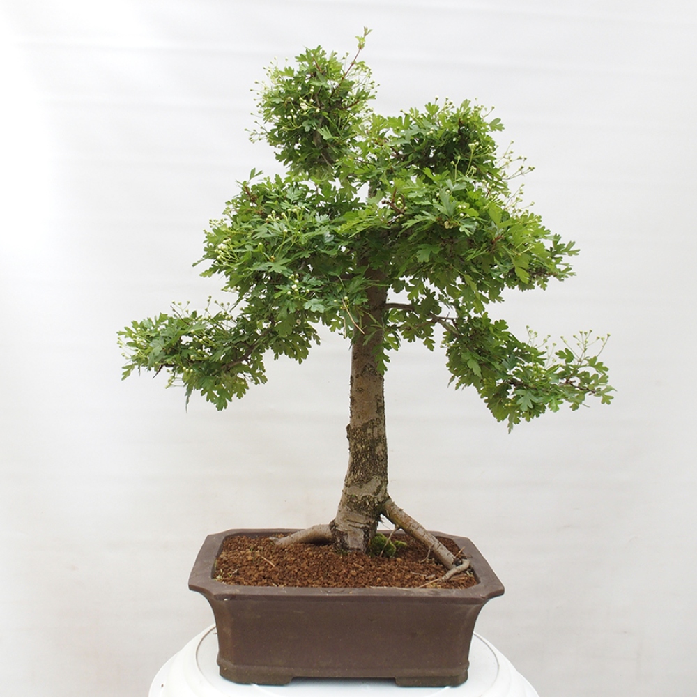 Venkovní bonsai - Hloh - Crataegus monogyna