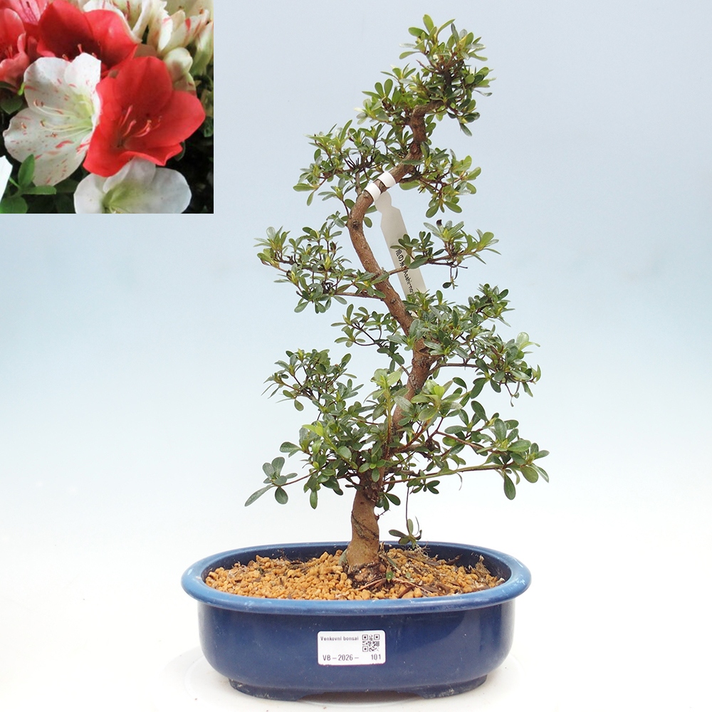 Venkovní bonsai - Japonská azalka - Azalea Asahi-no-izumi