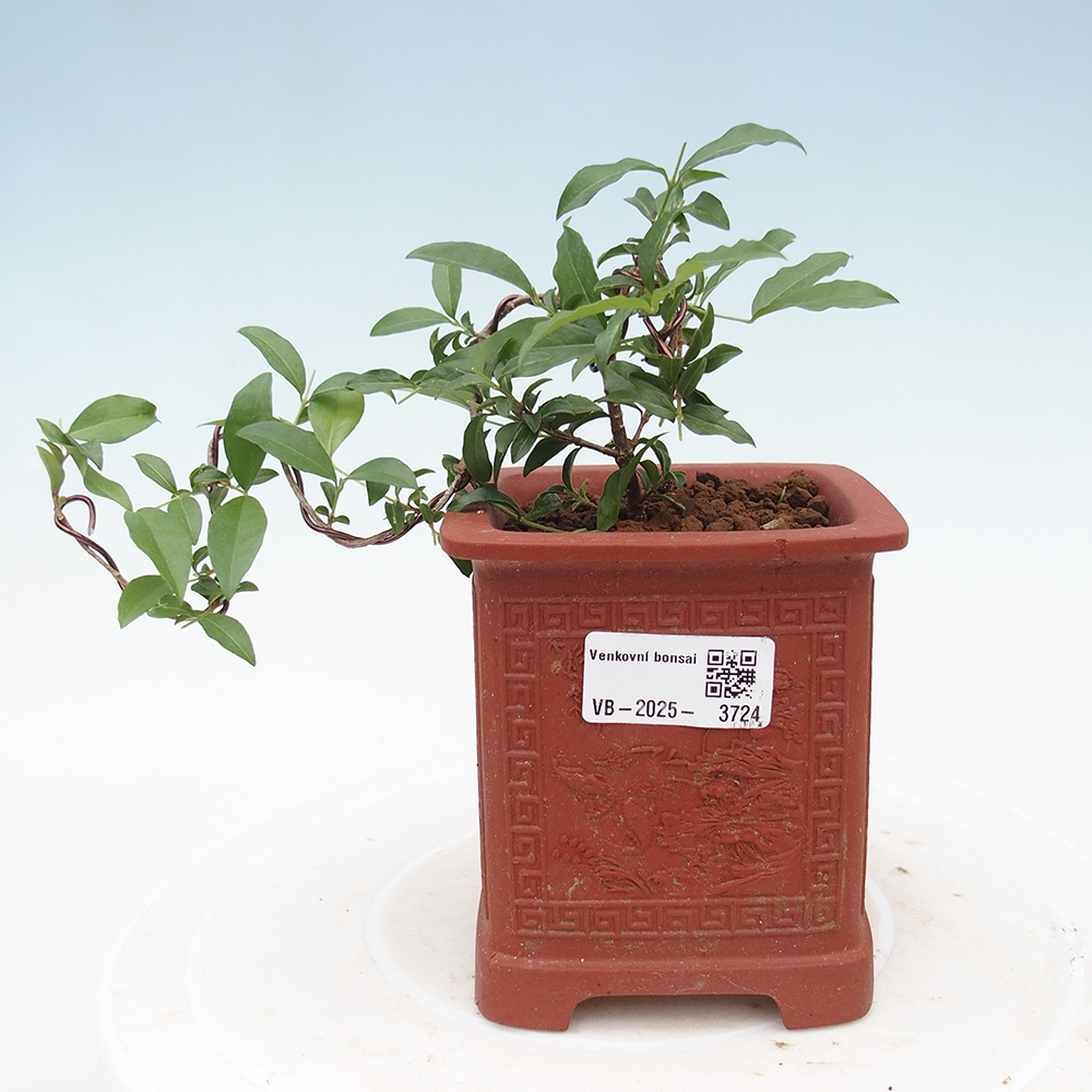 Pokojová bonsai - Malpighia coccigera- Barbdorská třešeň