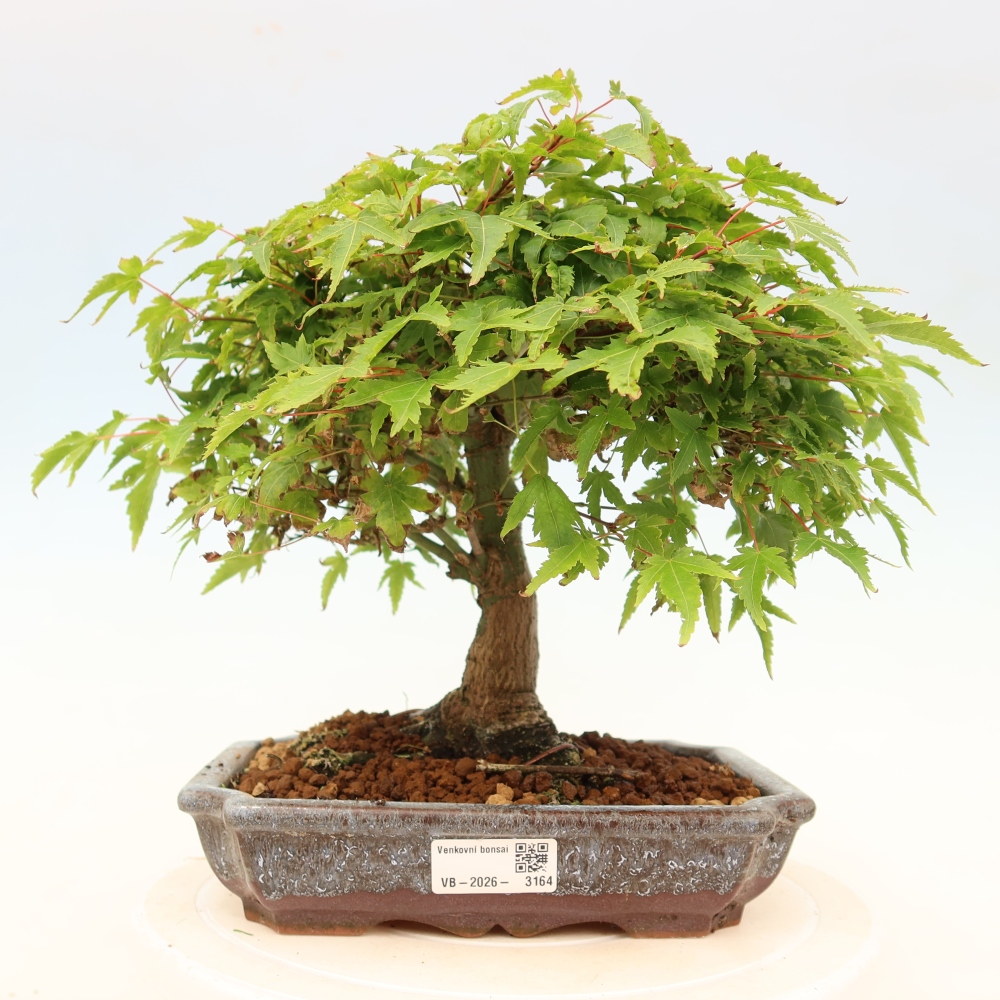 Acer palmatum KIOHIME - Javor dlanitolistý