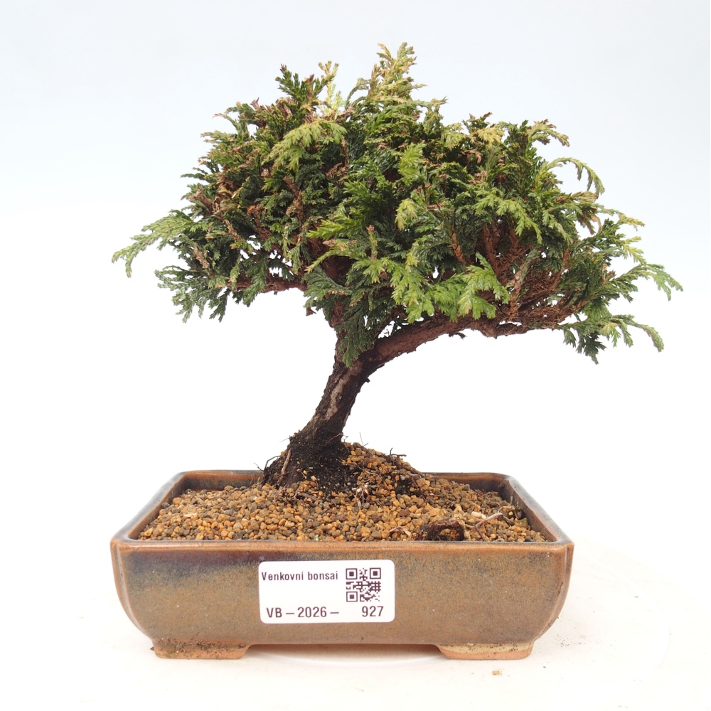 Venkovní bonsai - Cham.pis Parslori - Cypřišek
