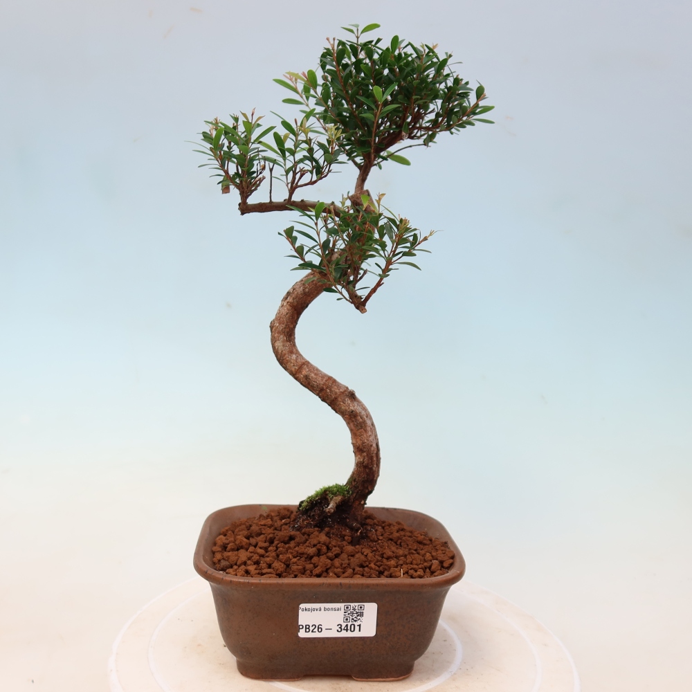 Pokojová bonsai - Syzygium - Pimentovník
