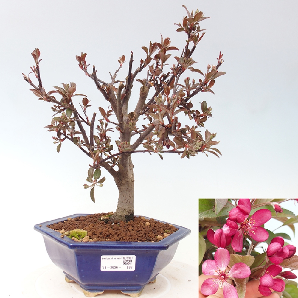 Venkovní bonsai -Malus domestica - Maloplodá jabloň červenolistá