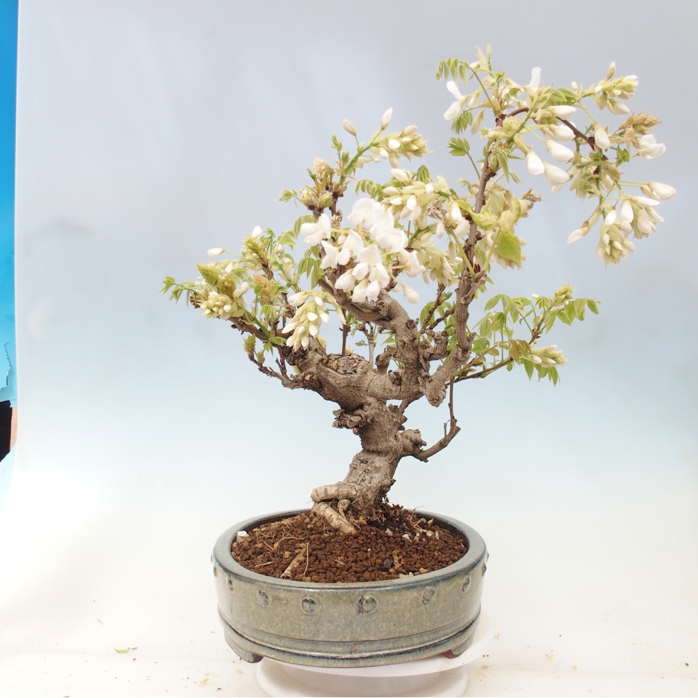 Venkovní bonsai - Vistarie  - Wisteria 
