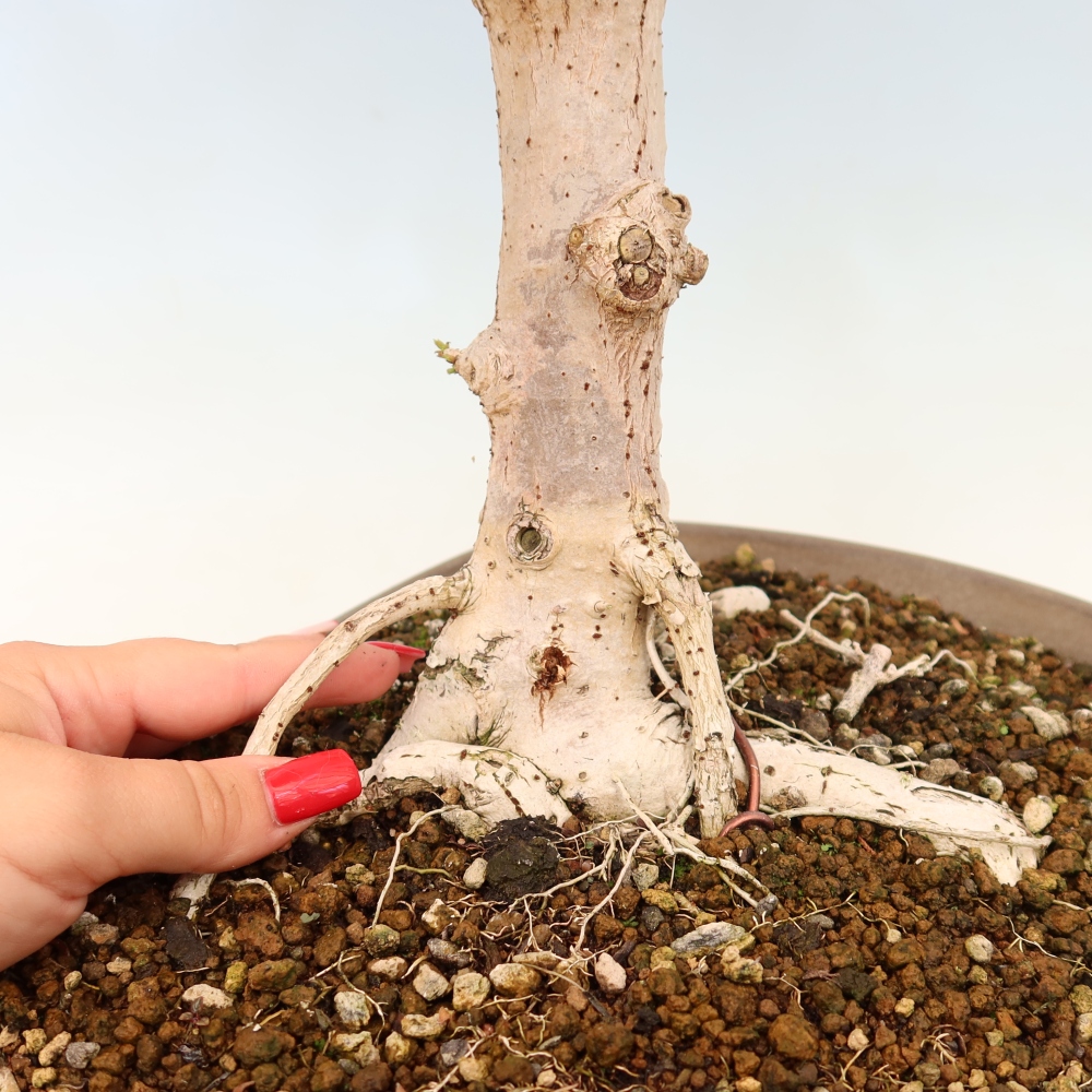 Pokojová bonsai - Hibiscus tiliaceus - Ibišek lípovitý, morský
