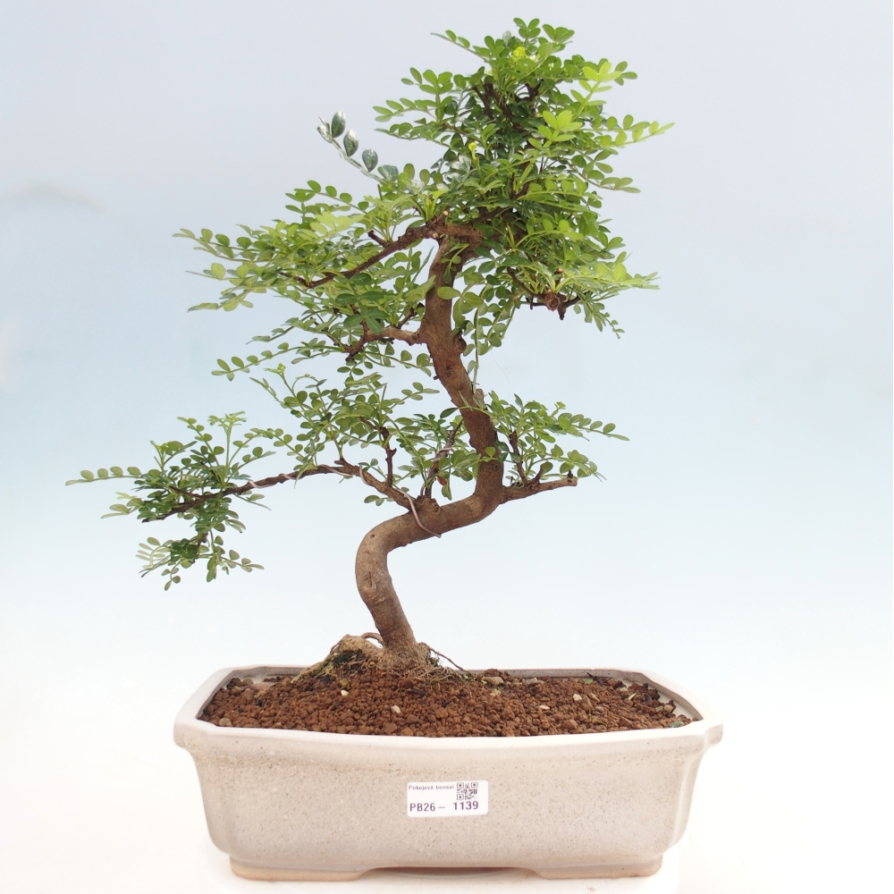 Pokojová bonsai - Zantoxylum piperitum - pepřovník