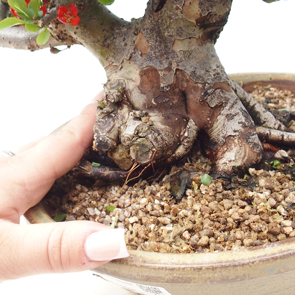 Venkovní  bonsai -  Chaneomeles speciosa - Kdoulovec ozdobný