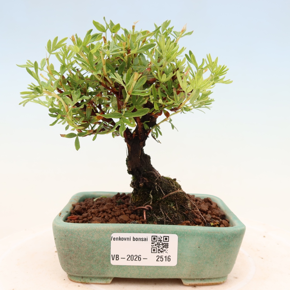 Venkovní bonsai-Mochna křovitá - potentila fruticosa 