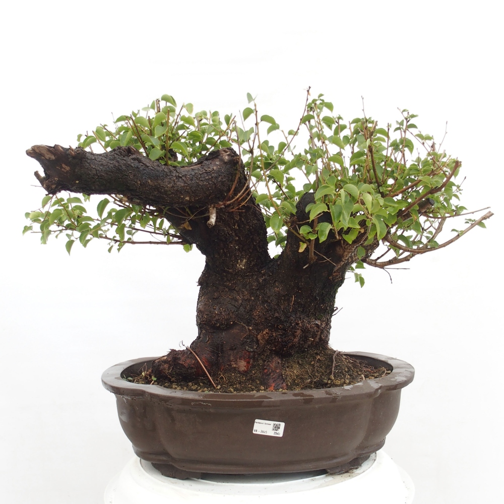 Venkovní bonsai - Mahalebka - Prunus mahaleb