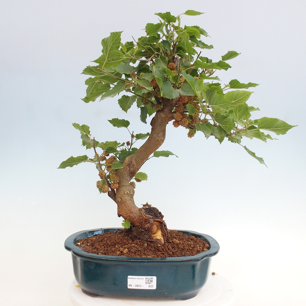 Venkovní bonsai -Morus alba - moruše