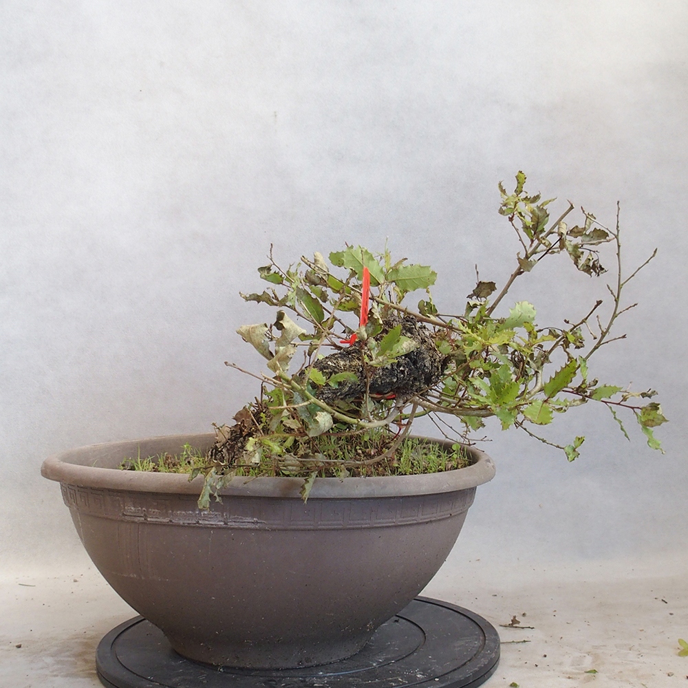 Venkovní bonsai Quercus Cerris - Dub Cer