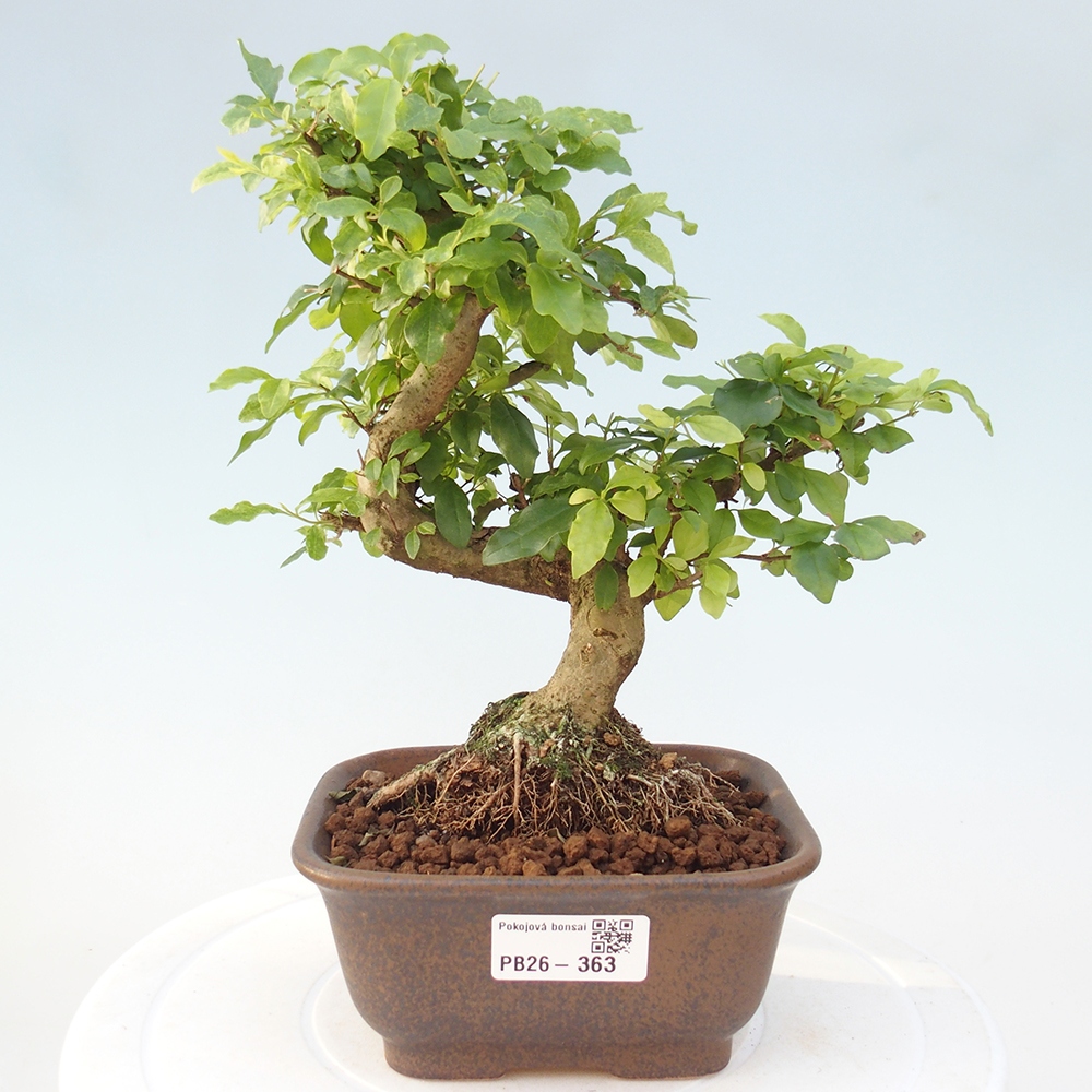 Pokojová bonsai -Ligustrum chinensis - Ptačí zob