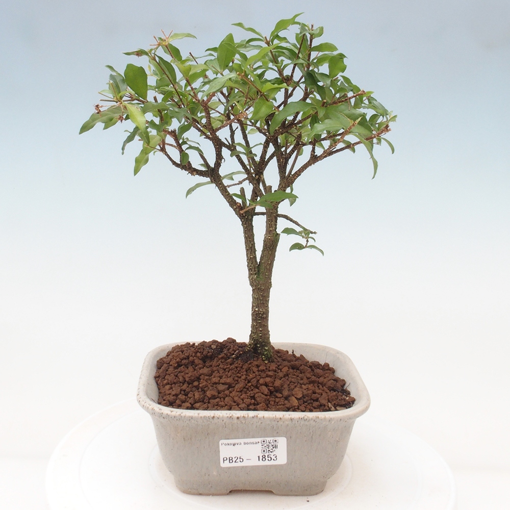 Pokojová bonsai - Malpighia coccigera- Barbdorská třešeň