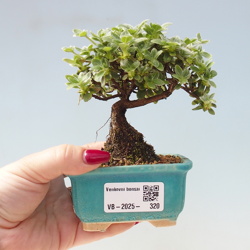Venkovní bonsai - Rhododendron indicum - Japonská azalka