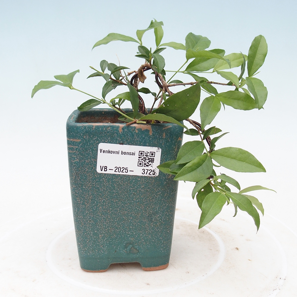 Pokojová bonsai - Malpighia coccigera- Barbdorská třešeň