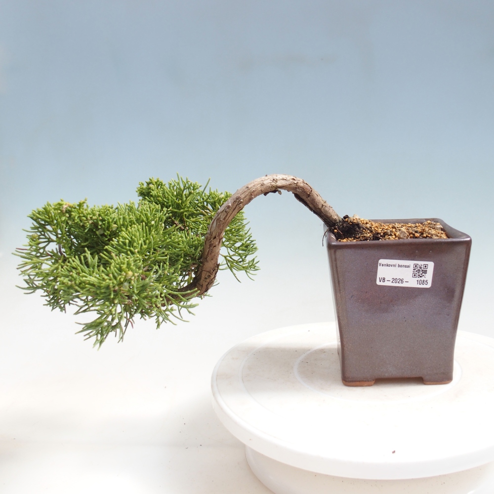 Venkovní bonsai - Juniperus chinensis Kishu -Jalovec čínský