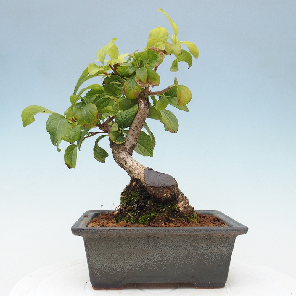 Venkovní bonsai - Celastrus  orbiculatus - Jesenec okrouhlolistý