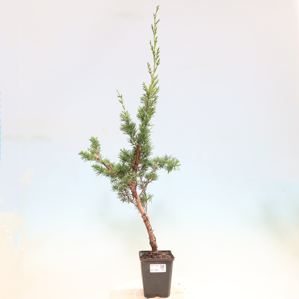 Venkovní bonsai - Juniperus chinensis Kishu -Jalovec čínský