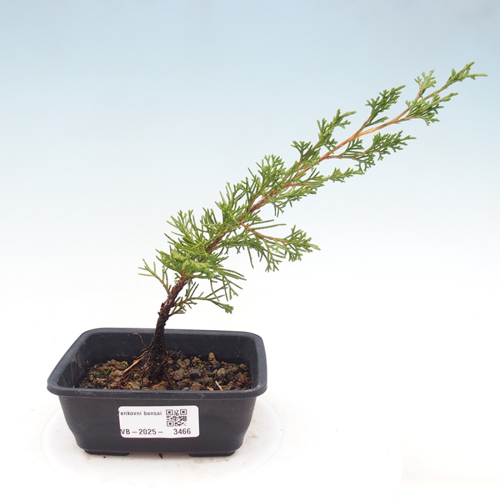 Venkovní bonsai - Juniperus chinensis Itoigawa -Jalovec čínský