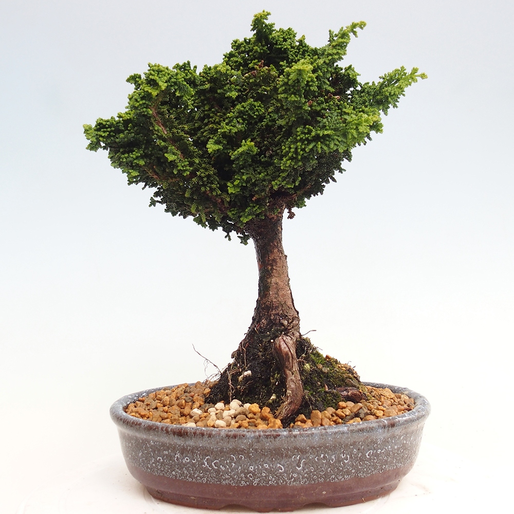 Venkovní bonsai - Cham. obtusa SEKKA HINOKI - Cypřišek