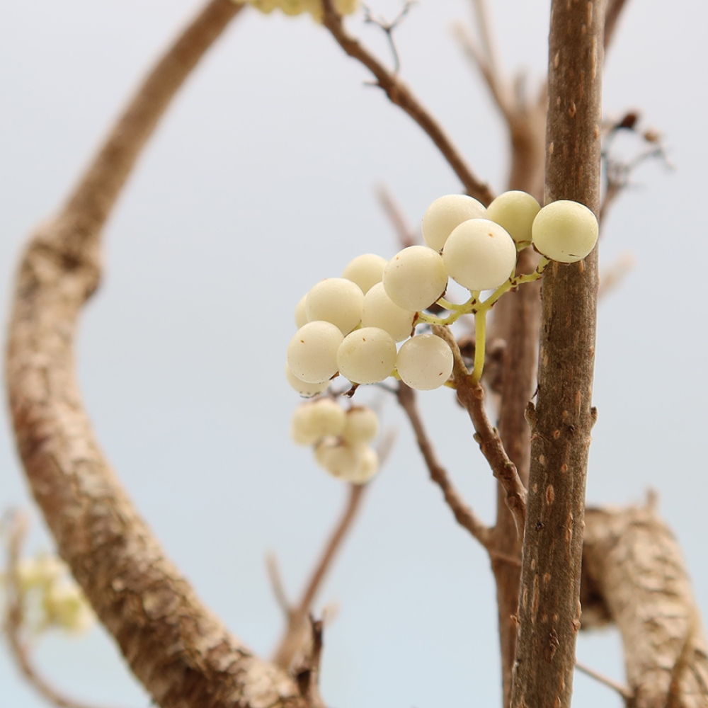 Venkovní bonsai -  Callicarpa bodinieri Snowqueen - Krásnoplodka