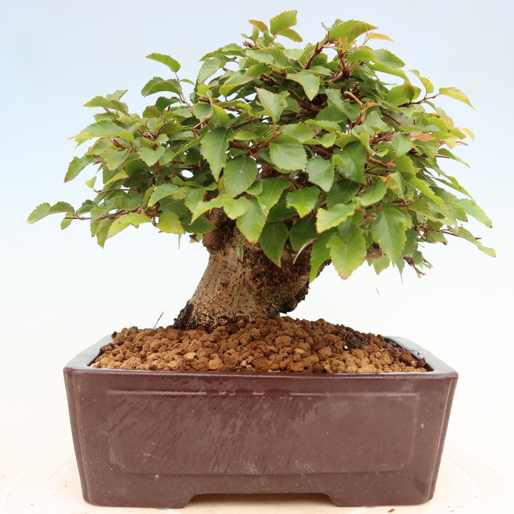 Venkovní bonsai -Carpinus Coreana - Habr korejský