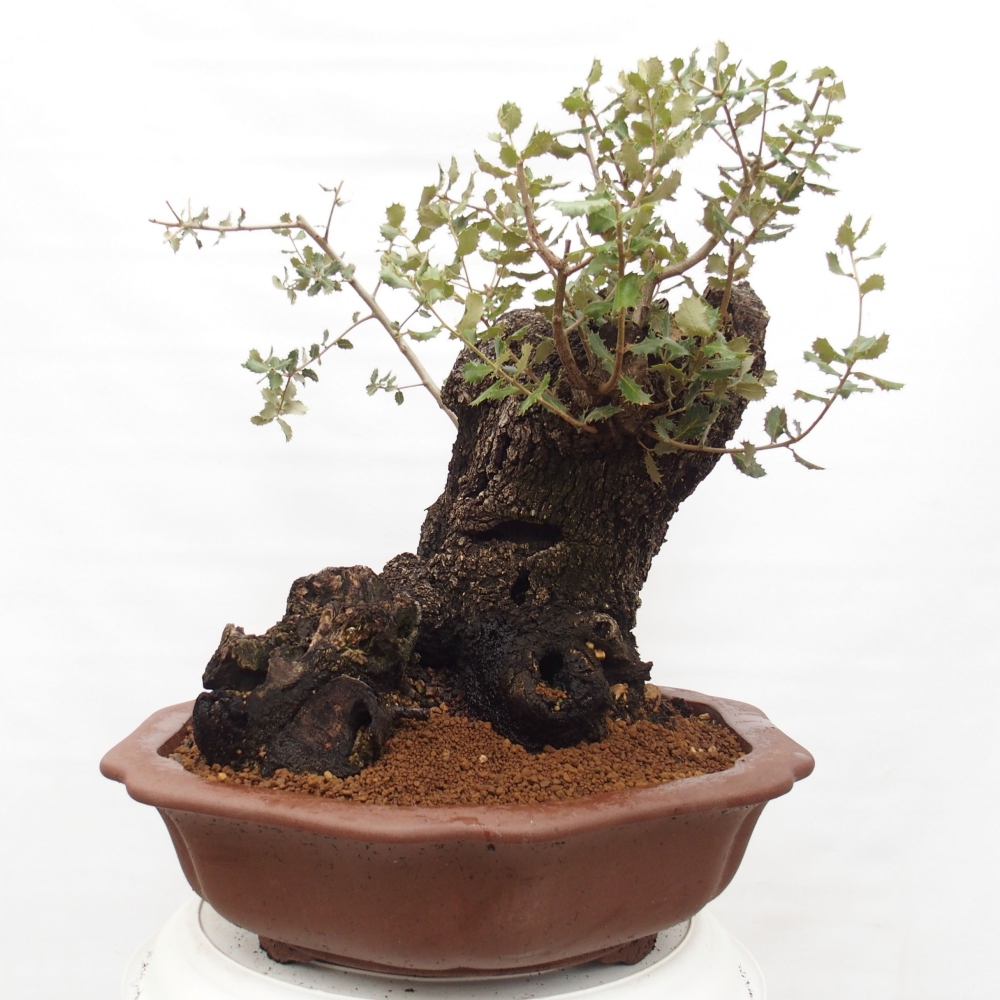 Yamadori - Quercus Ilex -Dub cesmínovitý