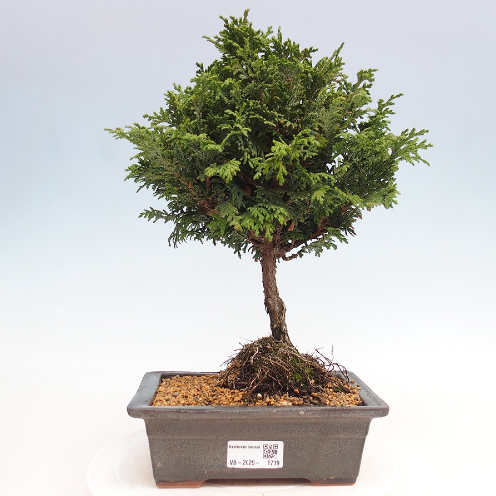 Venkovní bonsai - Cham.pis Parslori - Cypřišek