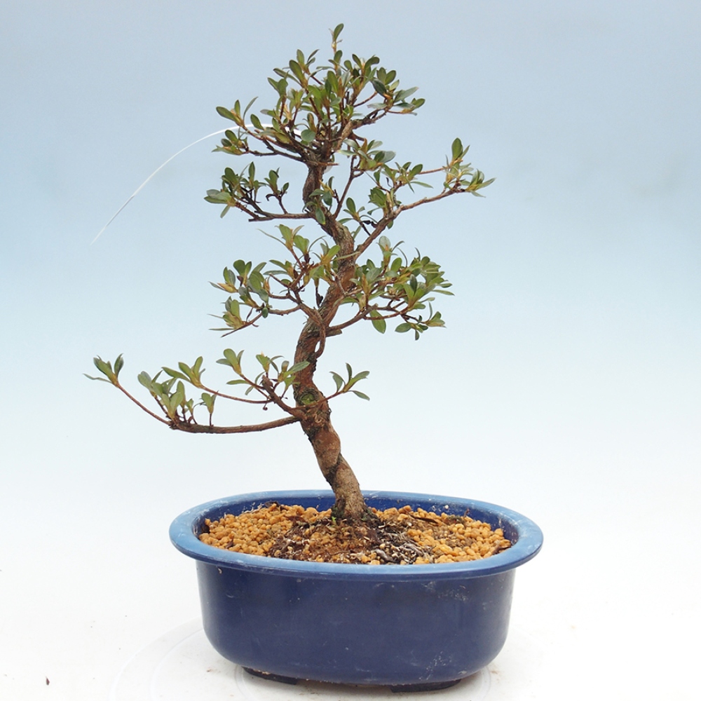 Venkovní bonsai - Japonská azalka - Azalea Mio