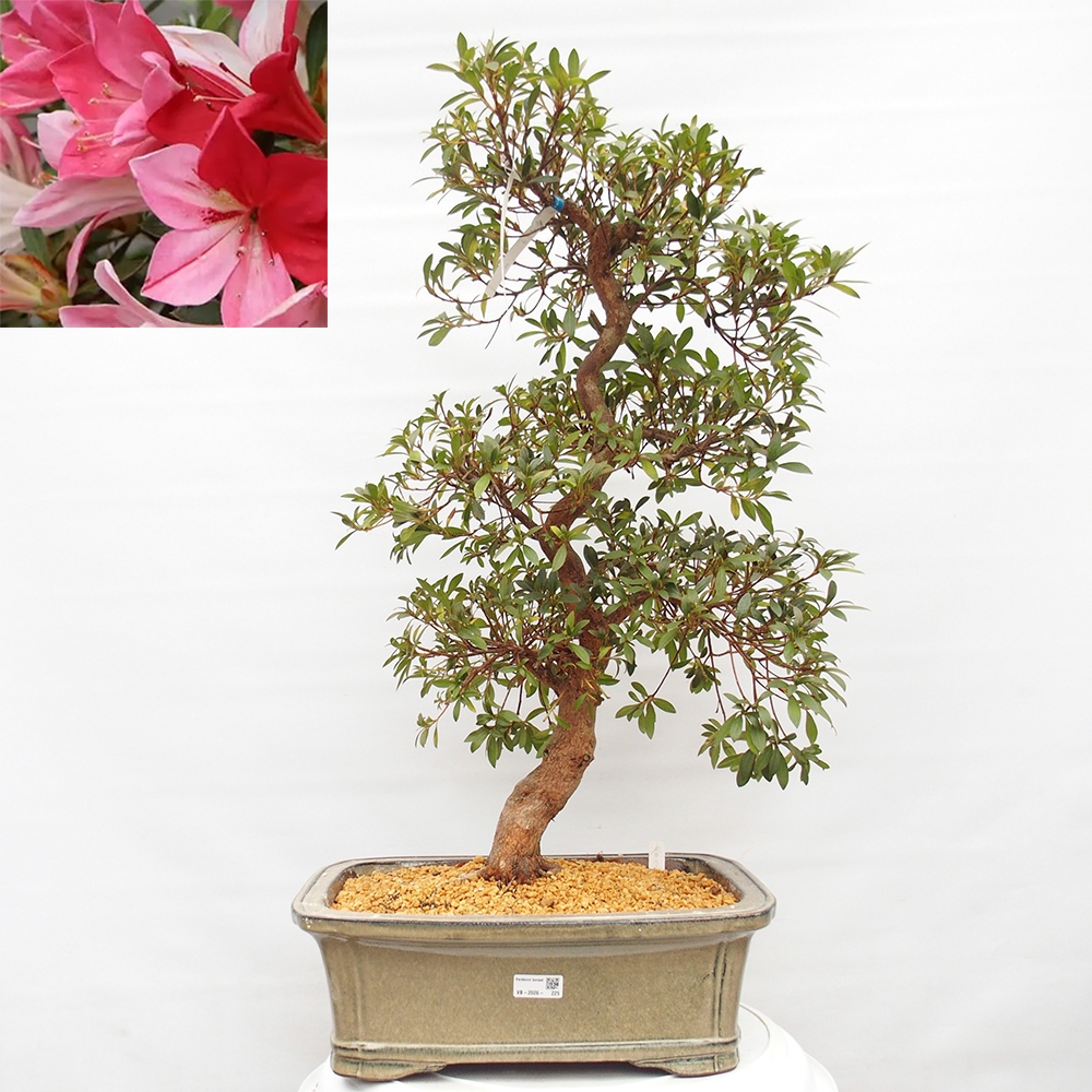 Venkovní bonsai - Japonská azalka - Azalea Haruurara