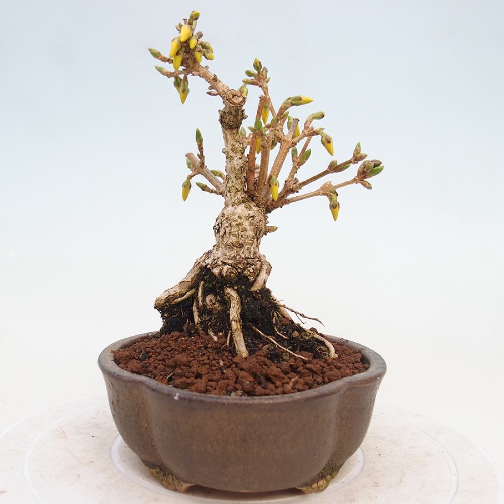 Venkovní bonsai - Zlatice - Forsythia intermedia 
