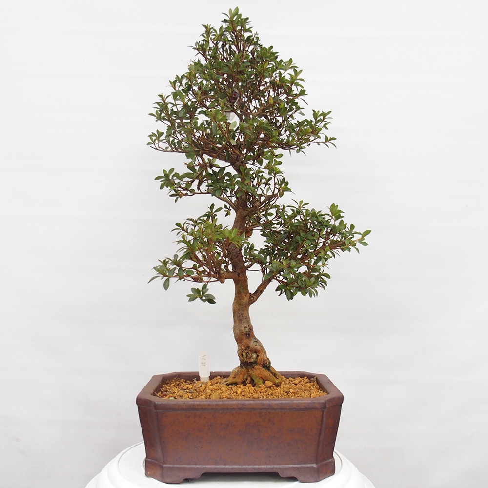 Venkovní bonsai - Japonská azalka - Azalea Hanatsuzuri