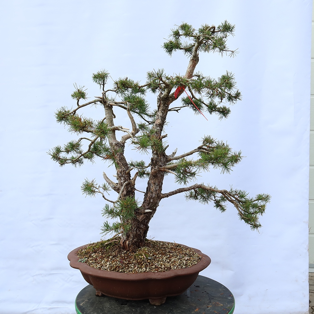 Pinus sylvestris Španělsko - borovice lesní