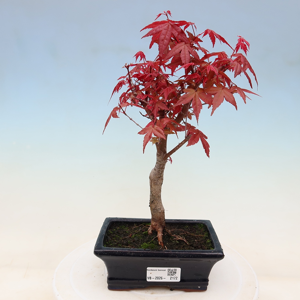 Venkovní bonsai - Javor dlanitolistý - Acer palmatum DESHOJO