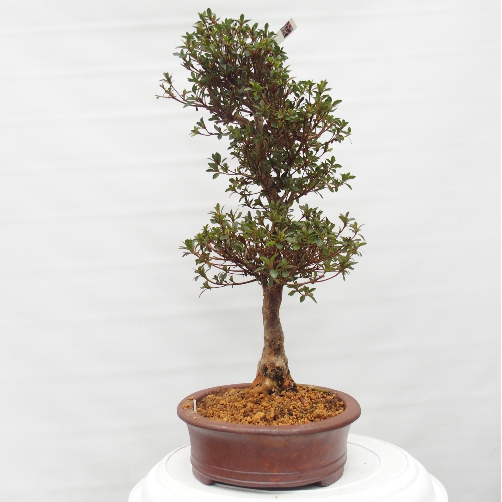 Venkovní bonsai - Japonská azalka - Azalea Hanatsuzuri