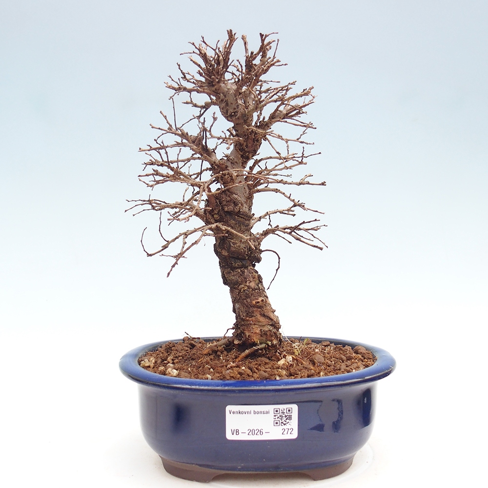 Venkovní bonsai - Zelkova - Zelkova NIRE