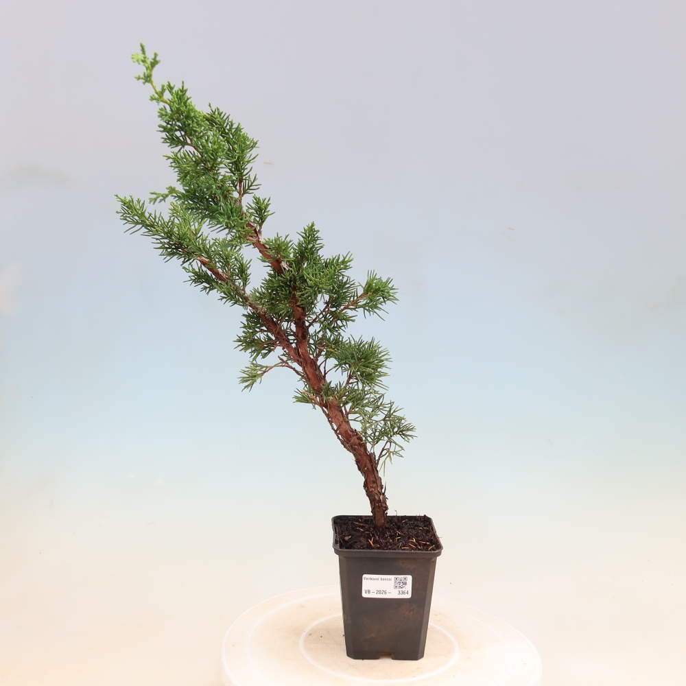 Venkovní bonsai - Juniperus chinensis Kishu -Jalovec čínský