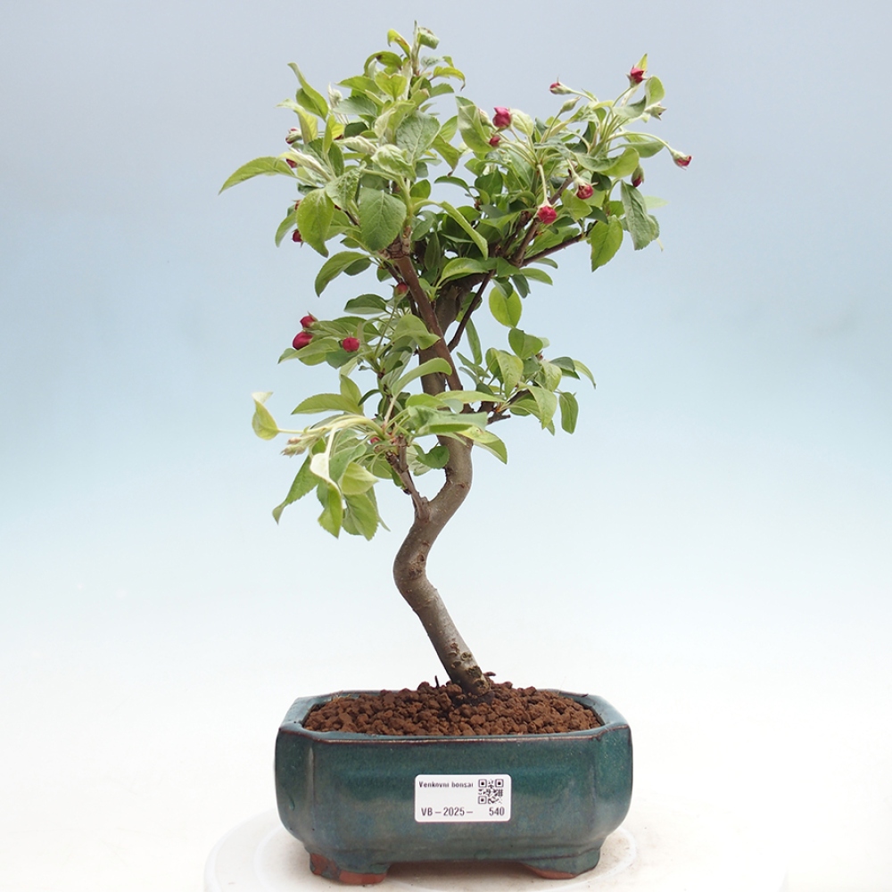 Venkovní bonsai -Malus halliana - Maloplodá jabloň
