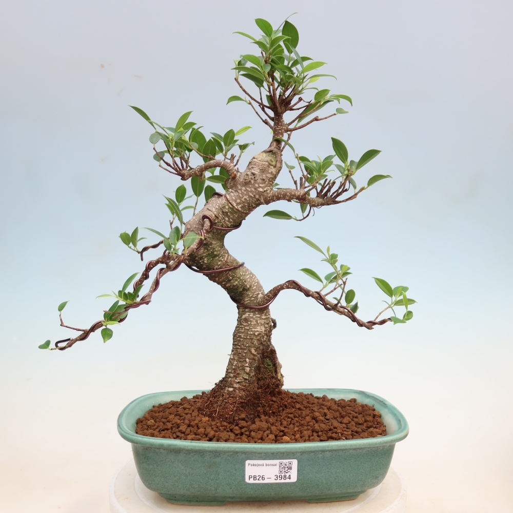 Pokojová bonsai - Ficus kimmen -  malolistý fíkus