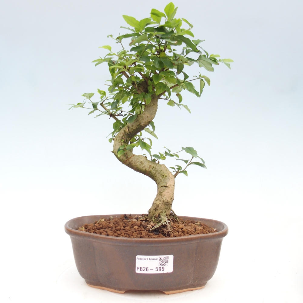 Pokojová bonsai -Ligustrum chinensis - Ptačí zob
