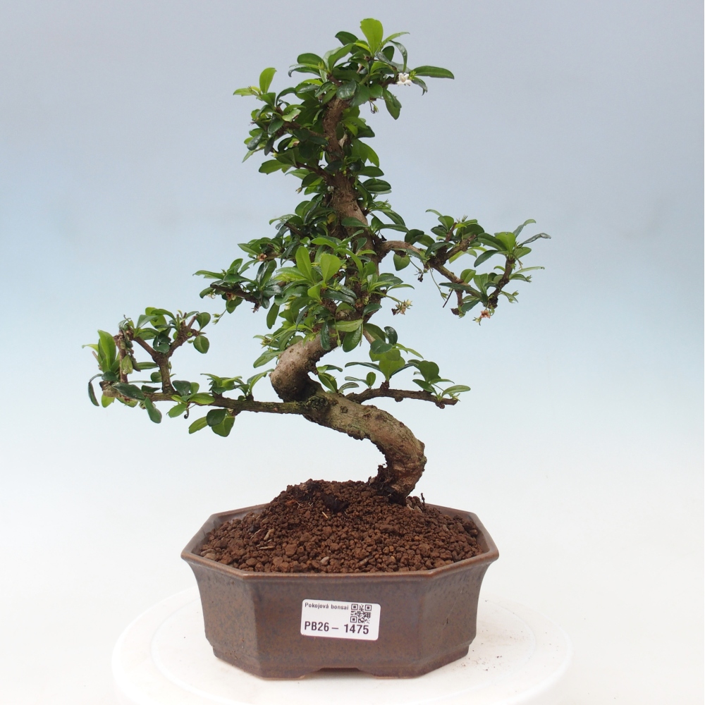 Pokojová bonsai - Carmona macrophylla - Čaj fuki