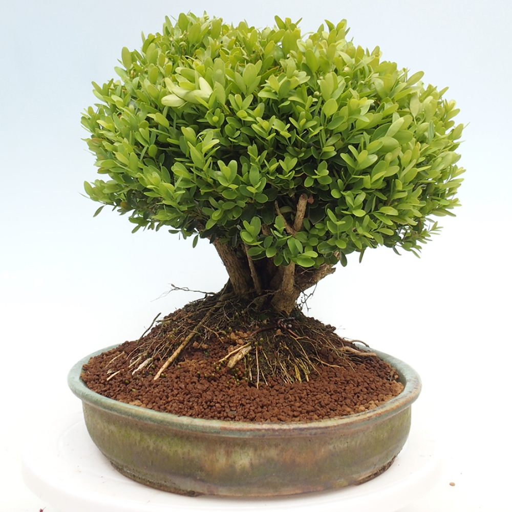 Venkovní bonsai - Buxus sempervirens - zimostráz