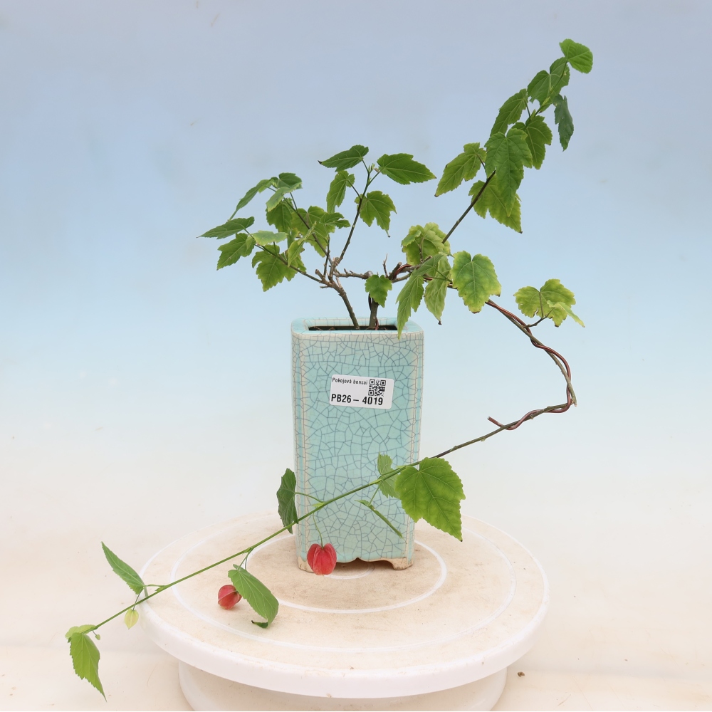 Pokojová bonsai - Abutilon Big Bell - Mračňák poříční