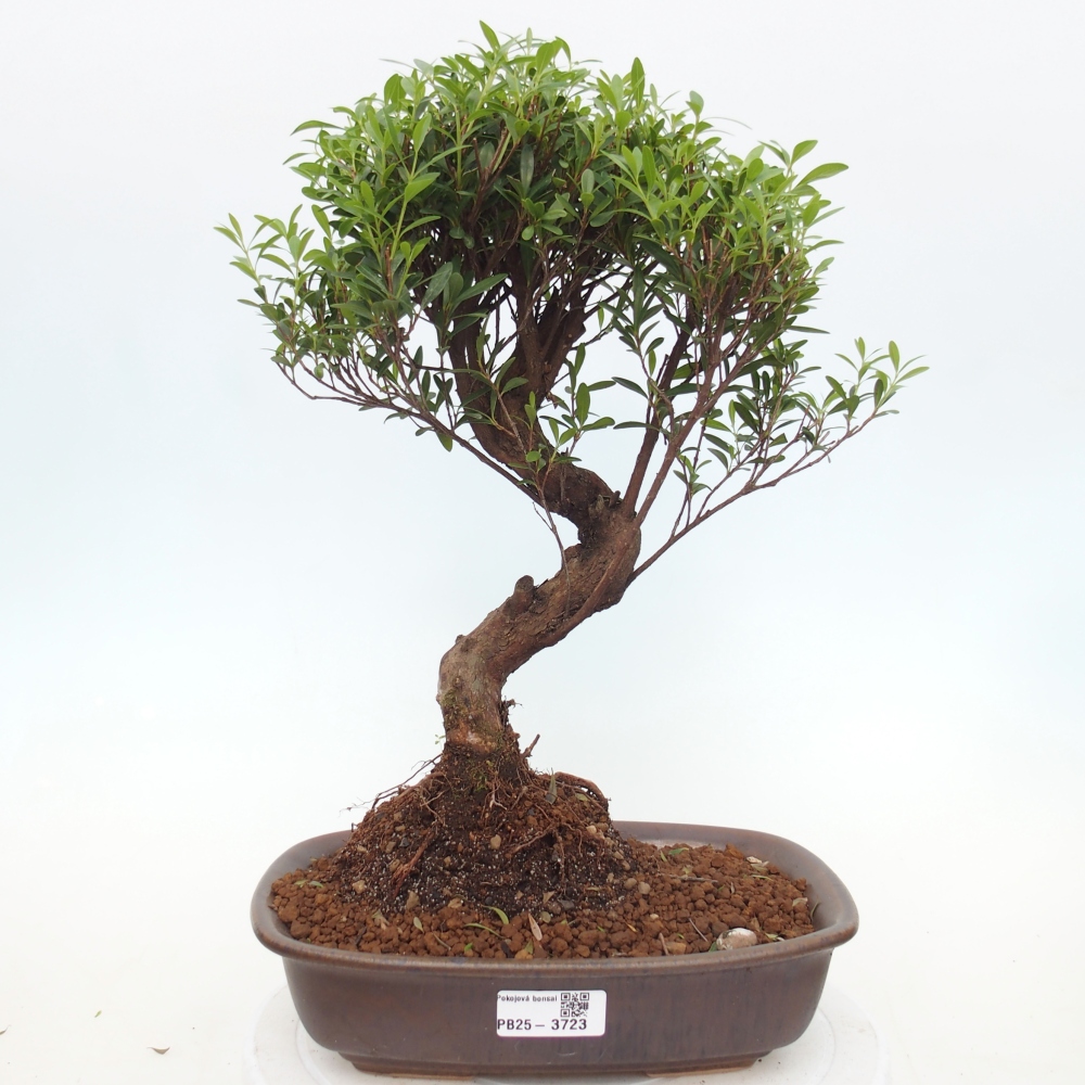 Pokojová bonsai - Syzygium - Pimentovník
