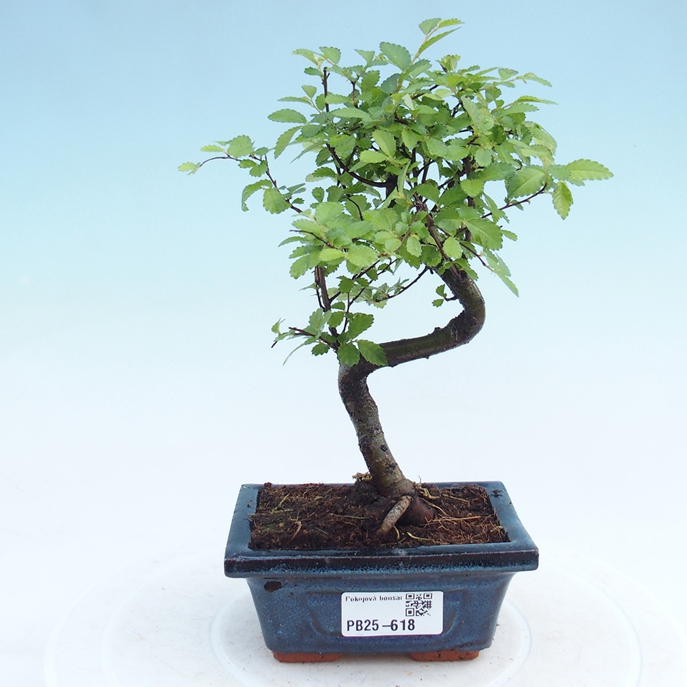 Pokojová bonsai - Ulmus parvifolia - Malolistý jilm