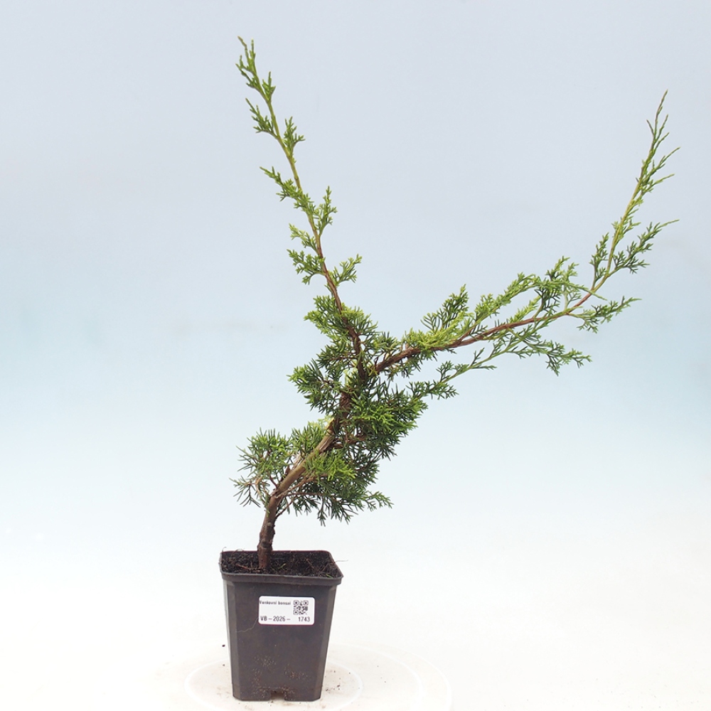 Venkovní bonsai - Juniperus chinensis Itoigawa -Jalovec čínský