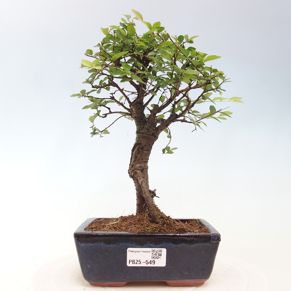 Pokojová bonsai - Ulmus parvifolia - Malolistý jilm