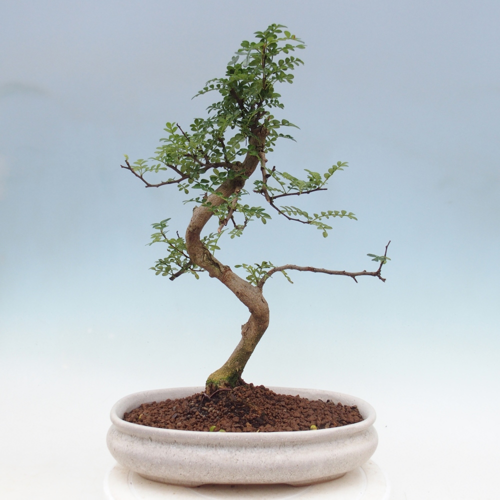 Pokojová bonsai - Zantoxylum piperitum - pepřovník