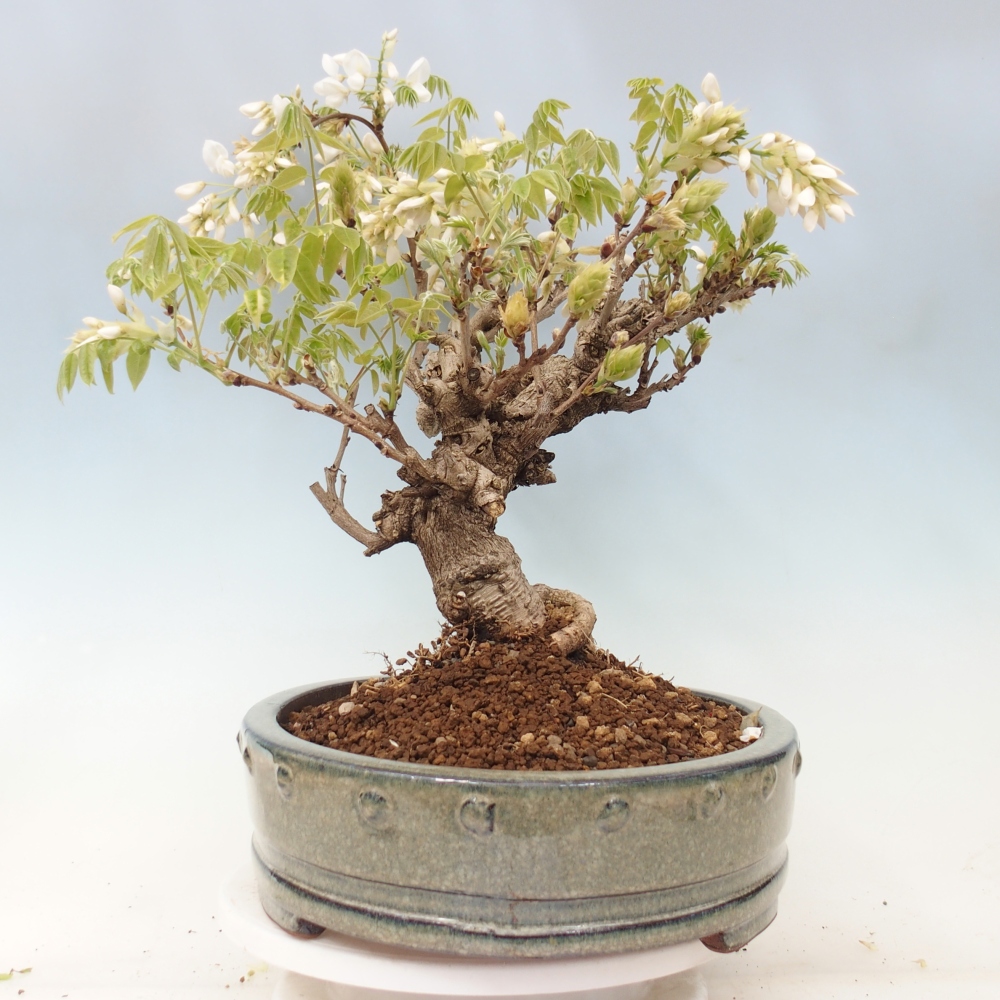 Venkovní bonsai - Vistarie  - Wisteria 